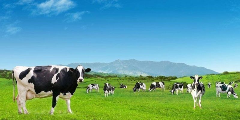 Sữa tươi làm từ đàn bò sữa trên cánh đồng thiên nhiên