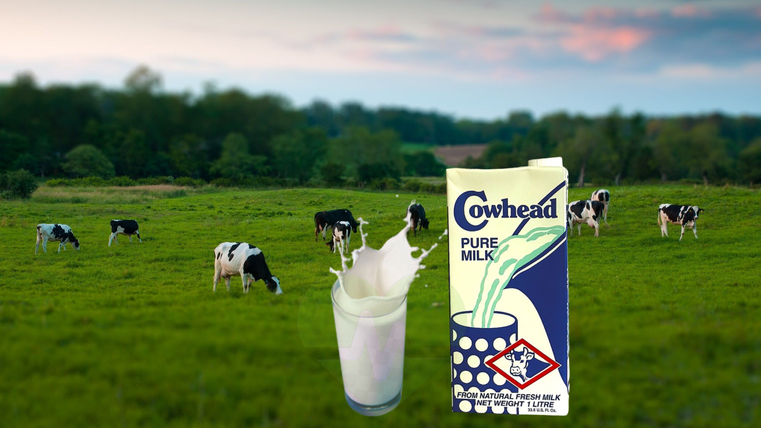 CowHead sữa bò tươi nguyên chất